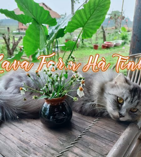 Lava Farm Hà Tĩnh
